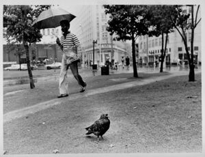 A pigeon standing in the rain at Central City Park, undated