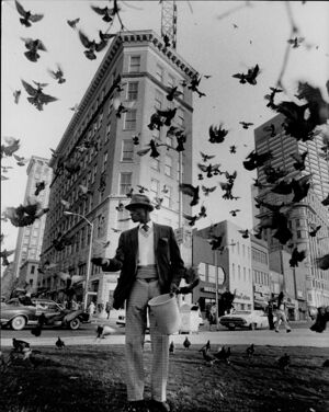 Luther Pye feeding pigeons in Central City Park, October 4, 1979