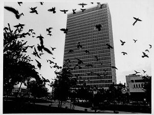 Pigeons fly in front of the Trust Company Building, undated