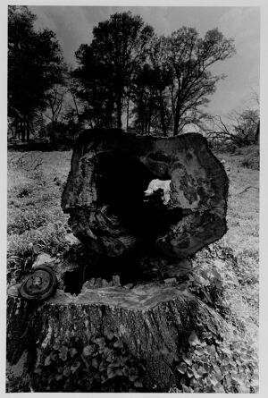 A tree that has been cut down in Inman Park, undated