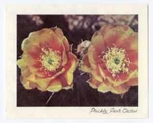 Tearse, Mabel (Mrs. C. D.)