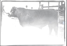 Cattle Show Sales: Savannah and others.