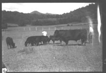 Cattle Show Sales: Savannah and others.