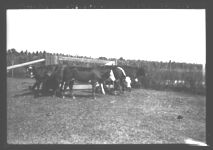 Tifton Exp. July 11 '36 - 6 - 1st Cross Calves.