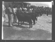 Cattle Show Sales.