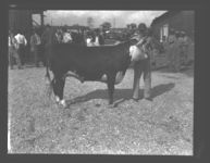 Cattle Show Sales.