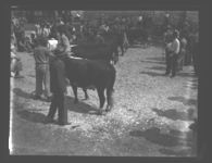 Cattle Show Sales.