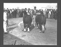 Cattle Show Sales.