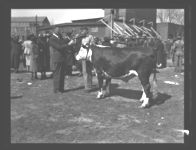 Cattle Show Sales.
