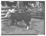 1. Negro Class at Millen Cattle Show Sale. 2. Negro Grand Champion