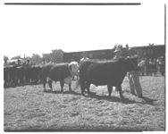 Grand Champ. - left - adult, E.S. Gay, Jr. - Jenkins Co. Poevue Champ - Maz Shown as adult - Floyd Co.