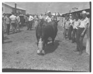 Georgia Cattle Show Sales