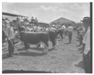 Georgia Cattle Show Sales