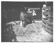 Georgia Cattle Show Sales - Columbus show sale