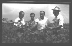 Cotton demonstration and tours.