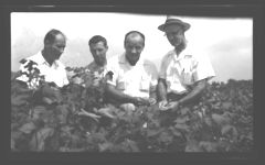 Cotton demonstration and tours.