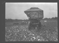 Cotton picking demonstration near Ideal.