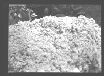 Cotton picking demonstration near Ideal.