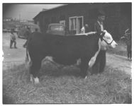 Georgia Cattle show sales: G.C.