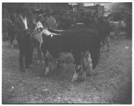 Georgia Cattle show sales