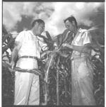 Men among crops.