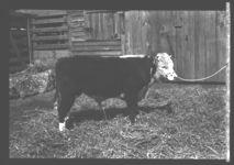 Albany Fat Stock Show