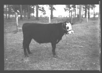 Albany Fat Stock Show
