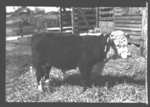 Albany Fat Stock Show