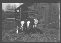 Albany Fat Stock Show