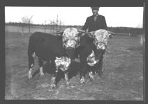 Albany Fat Stock Show