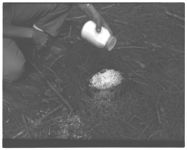 Treating pinestump w/ Board for Root Rot Control