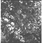 Habersham county apples.