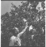 Sandy Gunnels, Willis Huston and Habersham county apples