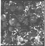 Habersham county apples.