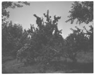 Apple harvesting, handling, and packing.
