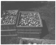 Apple harvesting, handling, and packing.