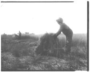 Girl shocking oats - farm labor shot.