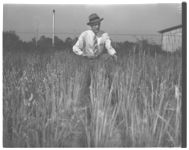 College farm near White Hall; Seed tests on College farm.