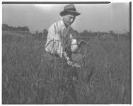 College farm near White Hall; Seed tests on College farm.