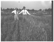 College farm near White Hall; Seed tests on College farm.