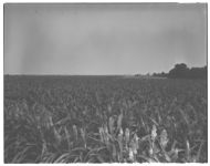 Grain sorghum. Farm Blackstock.