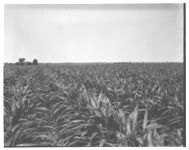 Grain sorghum. Farm Blackstock.