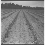 Bill Prichard's farm.