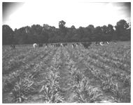 Small grain