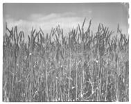 Small Grain and Alfalfa