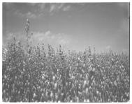 Small Grain and Alfalfa