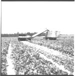 Mechanical Harvester of Greens by Saucter Froger Foods, Machines