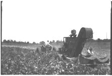 Paulson Bean Picker (Owned by Holmes Canning Co.) - O.V. Kent Farm
