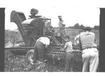 Paulson Bean Picker (Owned by Holmes Canning Co.) - O.V. Kent Farm
