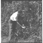 Charles O'Kelly and Tomatoes